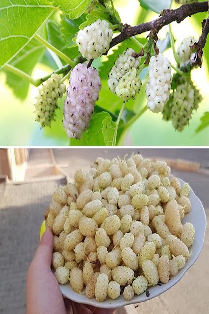 White mulberries: properties, benefits and the best recipes for their use in the kitchen